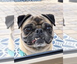Small Photo #5 Pug Puppy For Sale in San Diego, CA, USA