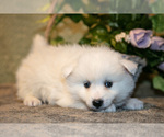 Small #1 American Eskimo Dog