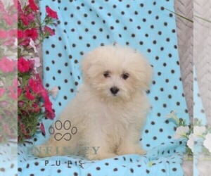 Maltese Puppy for sale in RISING SUN, MD, USA