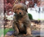 Small Photo #1 Goldendoodle-Poodle (Miniature) Mix Puppy For Sale in AUGUSTA, WV, USA