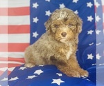 Small #2 Aussiedoodle Miniature -Poodle (Toy) Mix