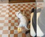 Small #3 American Eskimo Dog