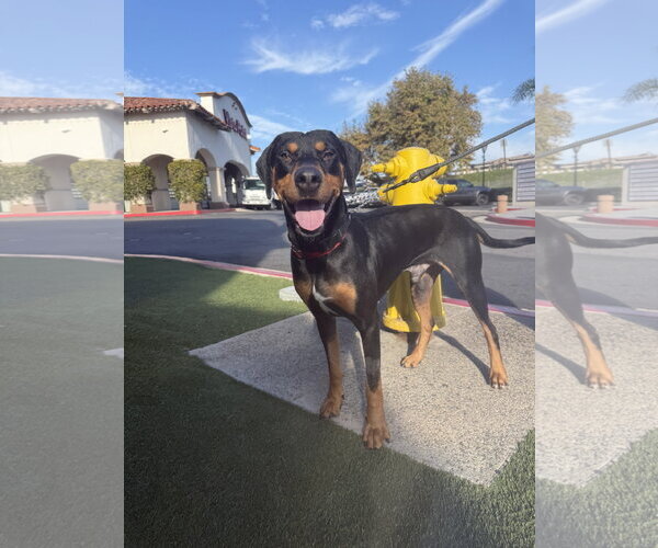 Medium Photo #2 Doberman Pinscher Puppy For Sale in Menifee, CA, USA