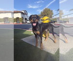 Small #1 Doberman Pinscher