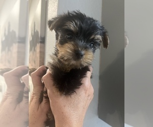 Yorkshire Terrier Puppy for sale in FORT WORTH, TX, USA