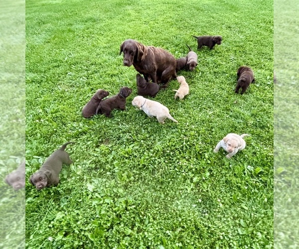 Medium Photo #1 Labrador Retriever Puppy For Sale in STANLEY, WI, USA
