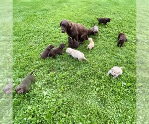 Labrador Retriever Puppy for Sale in STANLEY, Wisconsin USA