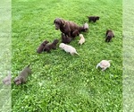 Small Labrador Retriever