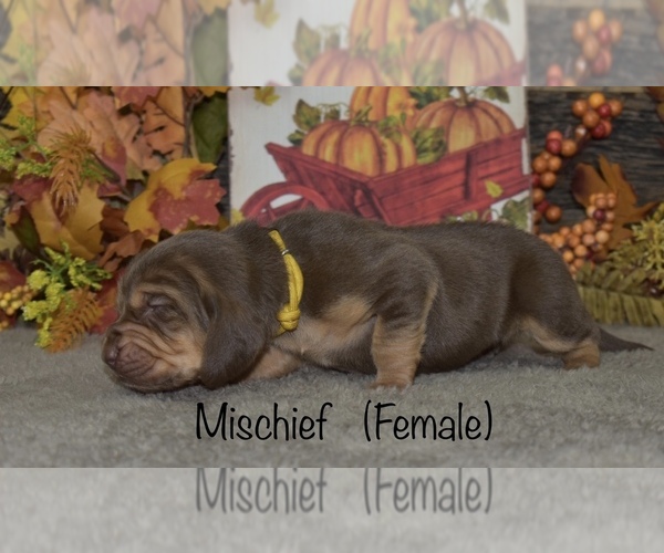 Medium Photo #8 Bloodhound Puppy For Sale in MOUNT AIRY, MD, USA