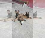 Small Photo #16 Belgian Malinois Puppy For Sale in SAN DIEGO, CA, USA