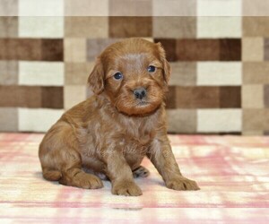 Cavapoo (Miniature) Puppy for sale in DENVER, PA, USA