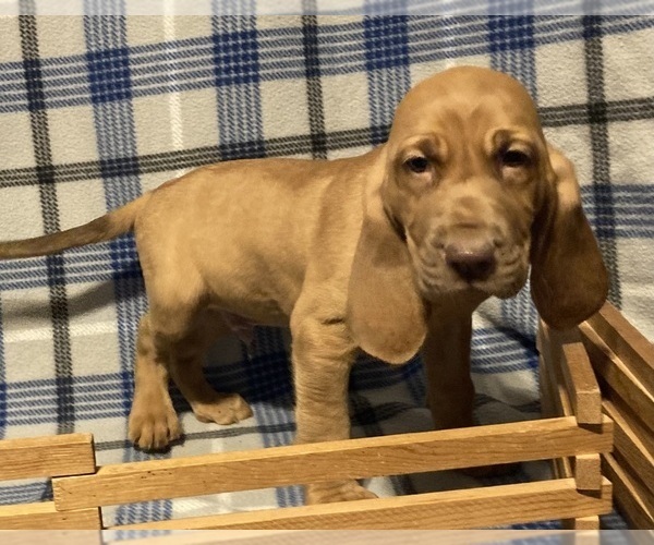 Medium Photo #4 Bloodhound Puppy For Sale in FORT MORGAN, CO, USA