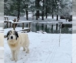 Small Photo #1 Great Pyrenees Puppy For Sale in VILAS, NC, USA
