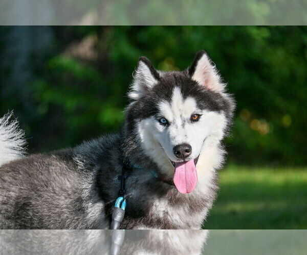 Medium Photo #1 - Mix Puppy For Sale in Forest, VA, USA