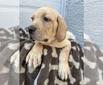 Small #4 Mutt