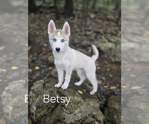 Medium Photo #1 Siberian Husky Puppy For Sale in STANHOPE, NJ, USA