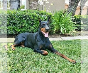 Father of the Doberman Pinscher puppies born on 04/22/2022