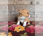 Small #5 Pembroke Welsh Corgi