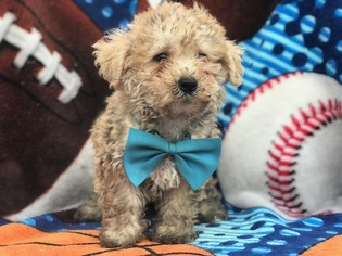 Maltipoo Puppy for sale in EAST EARL, PA, USA
