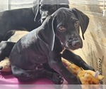 Small Photo #8 German Shorthaired Pointer Puppy For Sale in MCKINNEY, TX, USA