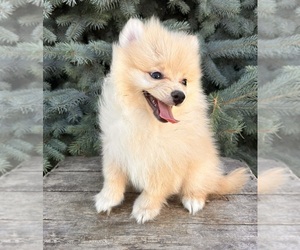 Pomeranian Puppy for sale in MIDDLEBURY, IN, USA