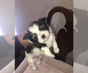 Shih Tzu Puppy for sale in COLUMBIA, SC, USA