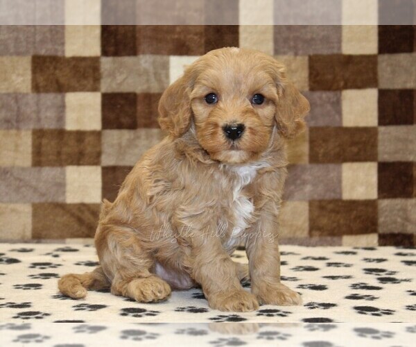 Medium Photo #4 Bernedoodle (Miniature)-Cavapoo (Miniature) Mix Puppy For Sale in DENVER, PA, USA