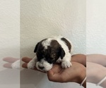 Small #11 Bernedoodle (Miniature)