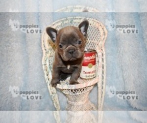 French Bulldog Puppy for sale in SANGER, TX, USA
