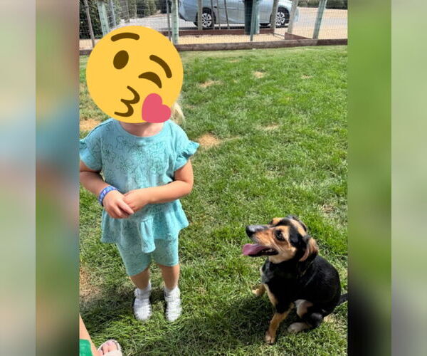 Medium Photo #3 Beagle Puppy For Sale in Apple Valley, CA, USA