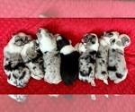 Small #7 Australian Shepherd