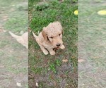 Small Photo #13 Goldendoodle-Poodle (Standard) Mix Puppy For Sale in OVIEDO, FL, USA