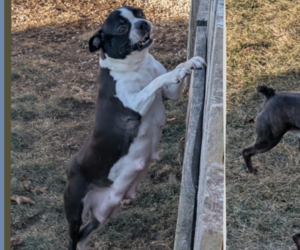 Mother of the Boston Terrier puppies born on 06/29/2025