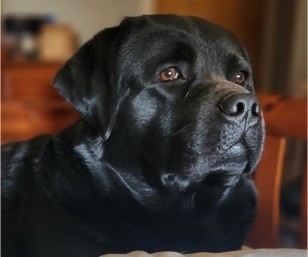 Medium Photo #1 Labrador Retriever Puppy For Sale in NORTH DARTMOUTH, MA, USA