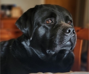 Father of the Labrador Retriever puppies born on 07/23/2025