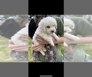 Bichon Frise Puppy for sale in CAVE CITY, KY, USA
