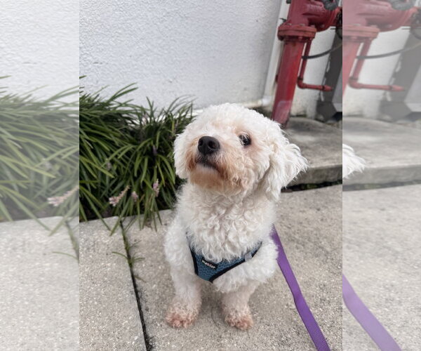 Medium Photo #2 Bichon Frise Puppy For Sale in Sanford, FL, USA