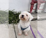 Small #1 Bichon Frise