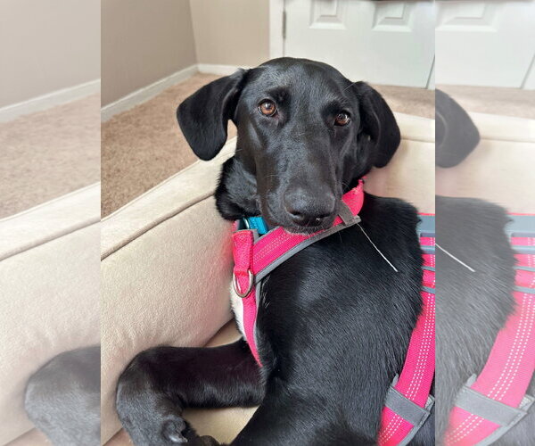 Medium Photo #2 Labrador Retriever-Unknown Mix Puppy For Sale in Cliffwood, NJ, USA