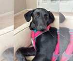 Small #1 Labrador Retriever Mix