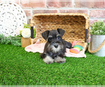 Small Photo #2 Schnauzer (Miniature) Puppy For Sale in SYRACUSE, IN, USA