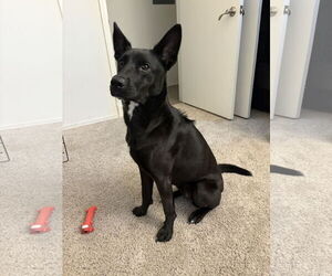 Labrador Retriever-Unknown Mix Dogs for adoption in Plainfield, IL, USA