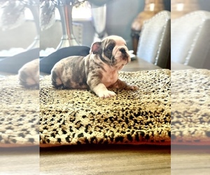 English Bulldog Puppy for sale in SPRING VALLEY, CA, USA