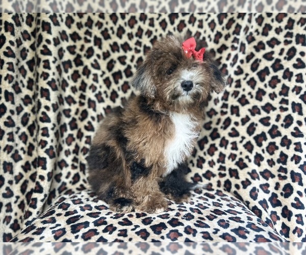 Medium Photo #8 ShihPoo Puppy For Sale in LAKELAND, FL, USA