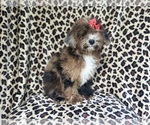 Small #7 ShihPoo