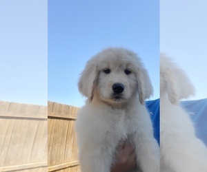 Goldendoodle Litter for sale in MANOR, TX, USA