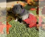 Puppy 5 French Bulldog