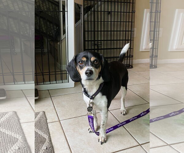 Medium Photo #4 Beagle Puppy For Sale in Menifee, CA, USA