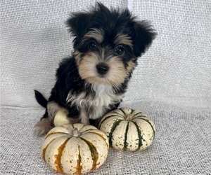Morkie Puppy for Sale in LOS ANGELES, California USA