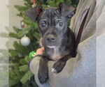 Small #4 Italian Greyhuahua